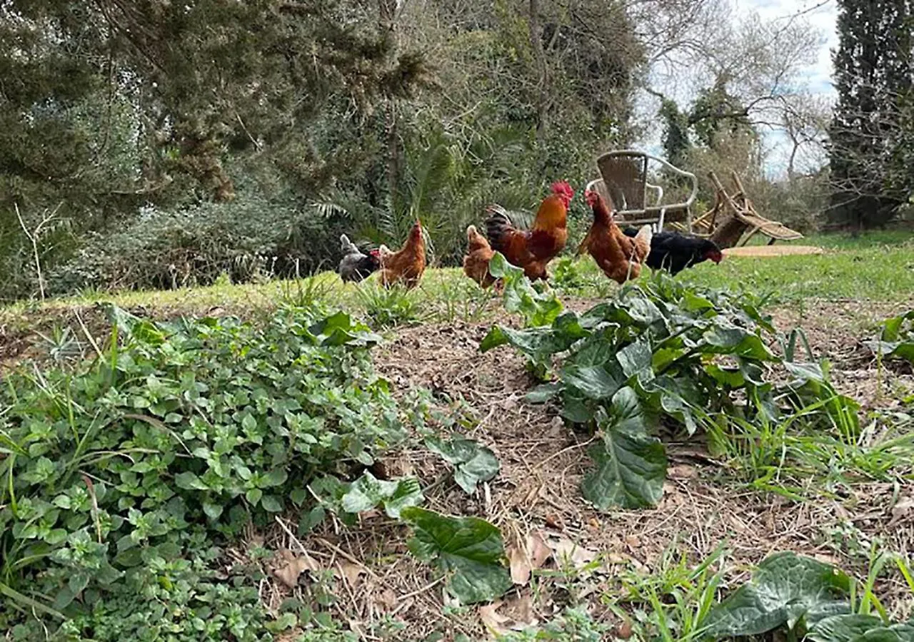 Can Codol De Fluvia - Casita Torroella de Fluviá Španělsko
